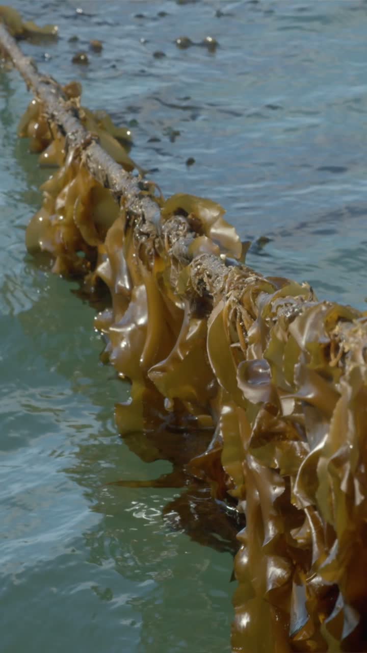 Cultivated kelp attached to a line in moving seawater.